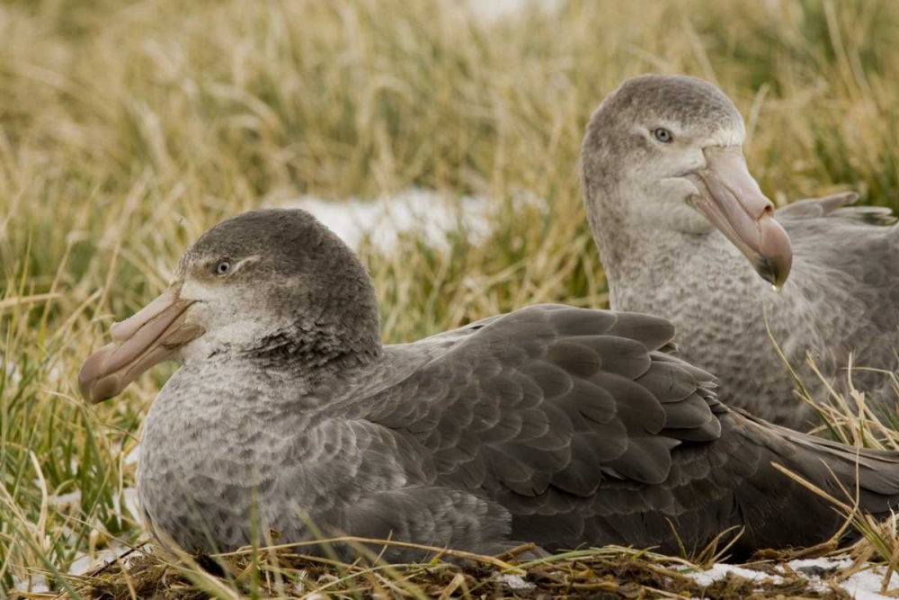 South Georgia Is Northern giant petrels in grass